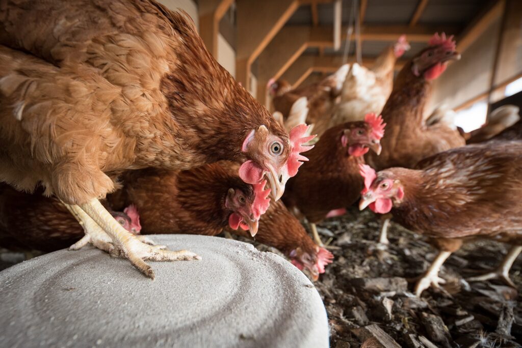 feed bins for chickens