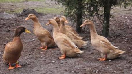 Buff Orpington  ducks