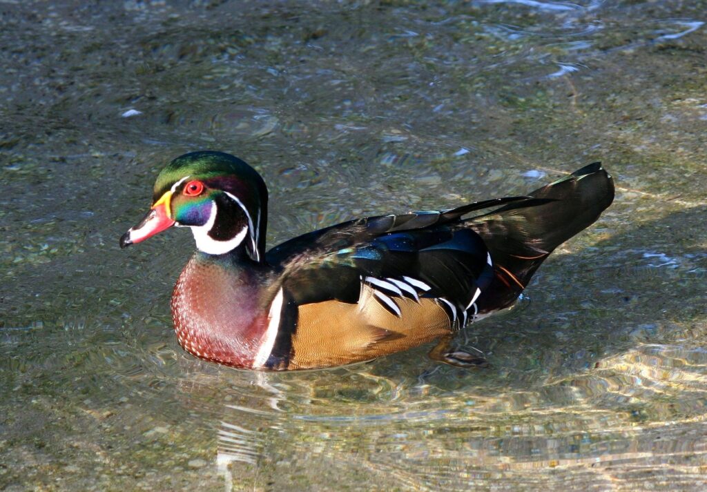 Wood Duck