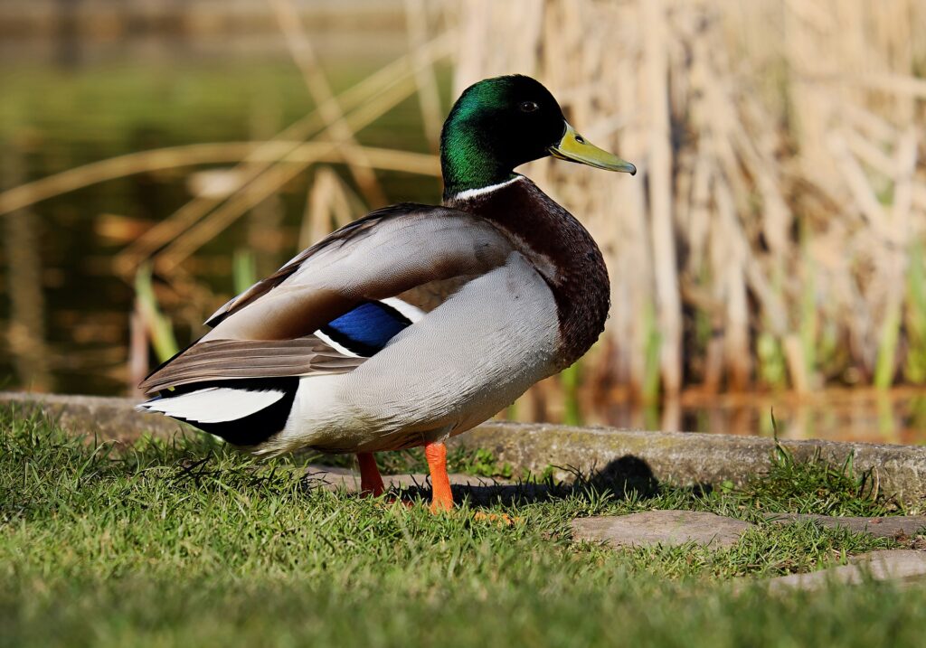 why do ducks wag their tails