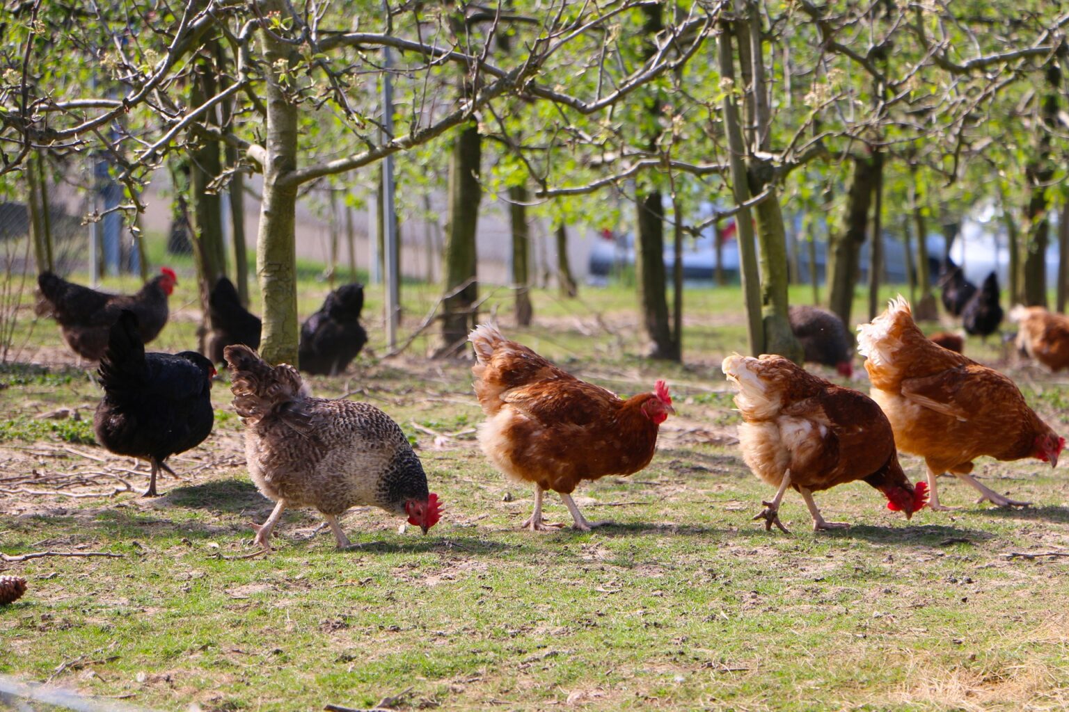 Do Chickens Drown In The Rain? The Best Guide The Poultry Feed