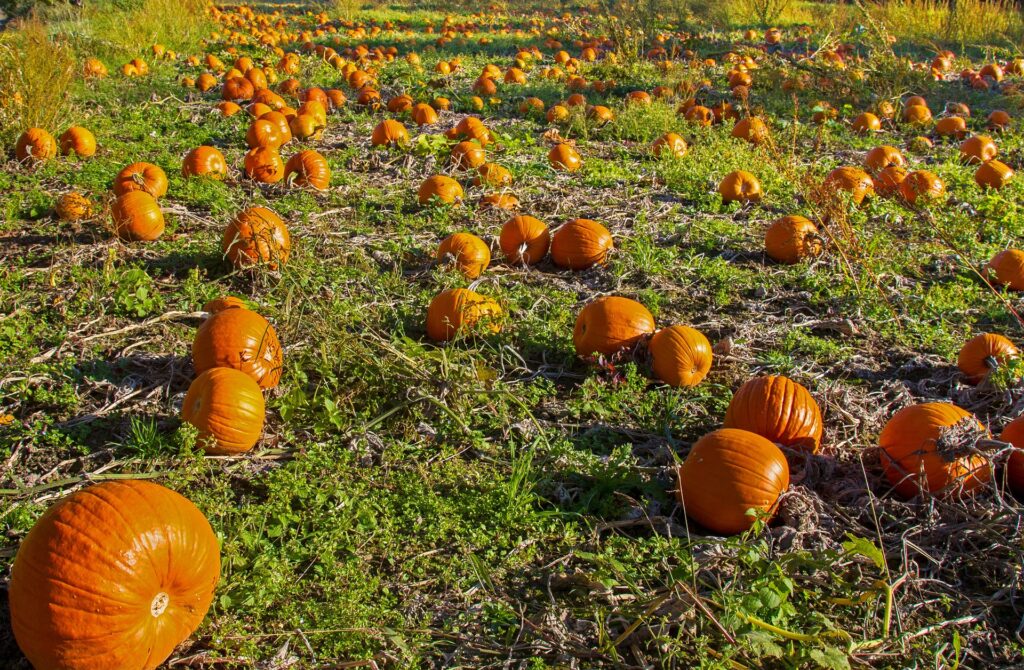 can chickens eat pumpkins