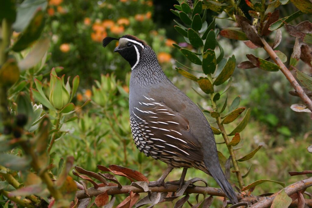 what to feed quail