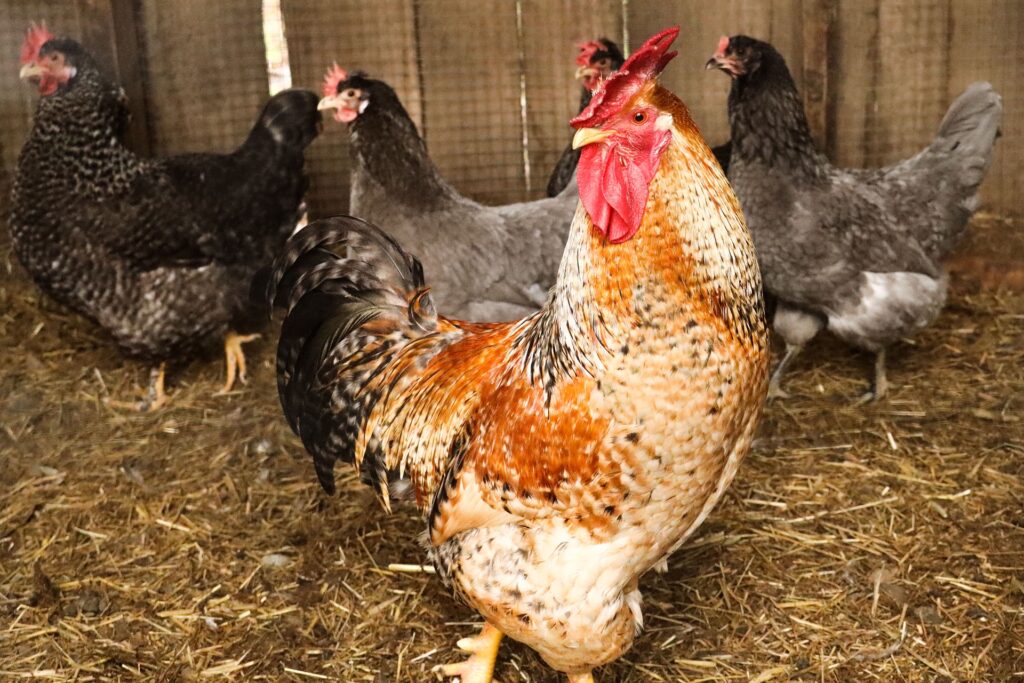 How much do chickens cost? The Best Guide. The Poultry Feed