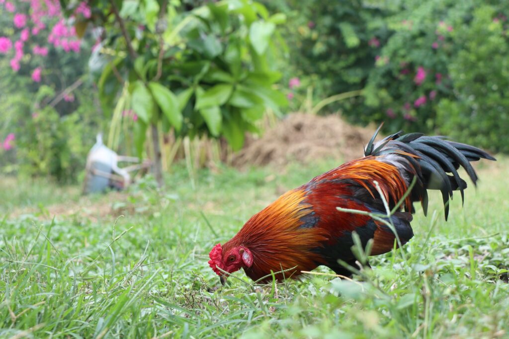 Gravity Feeder For Chickens