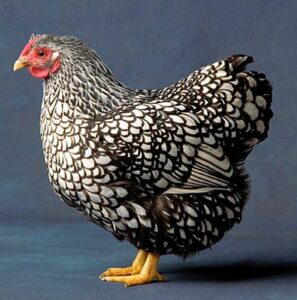 silver laced orpingtons