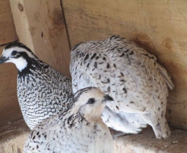 Snowflake Quail