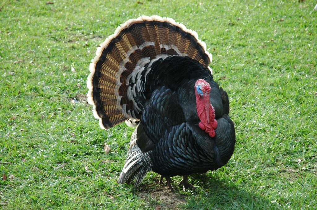 Turkeys