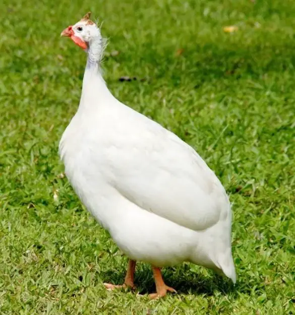 white guinea fowl