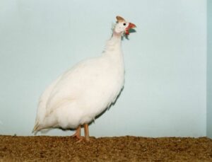 white guinea fowls