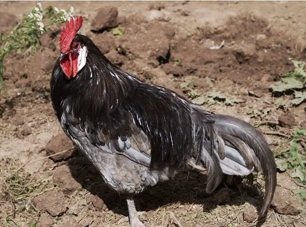 andulusian chicken