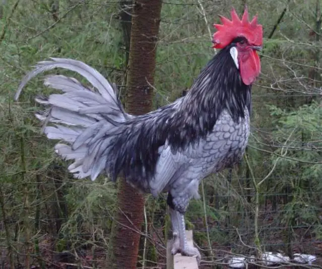 andalusian chickens