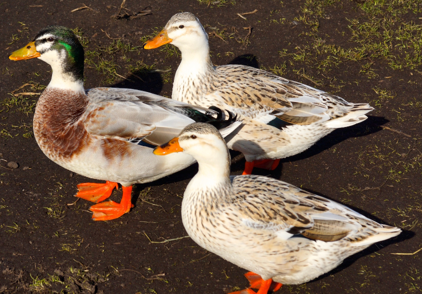 Appleyard Duck