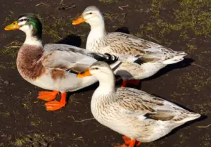 appleyard ducks