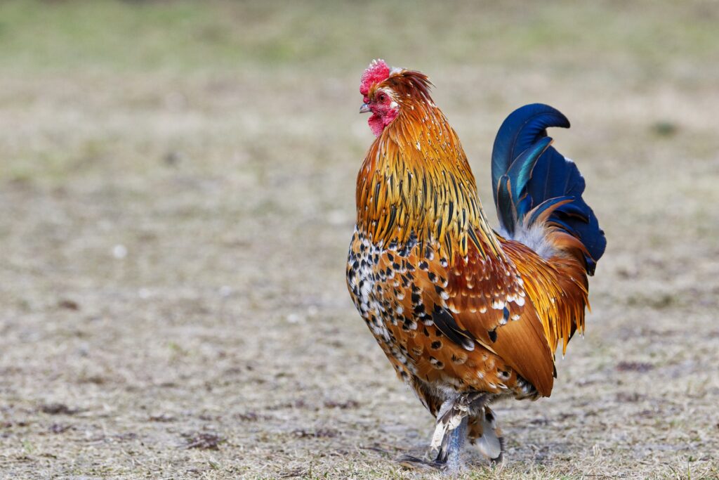 miniature roosters