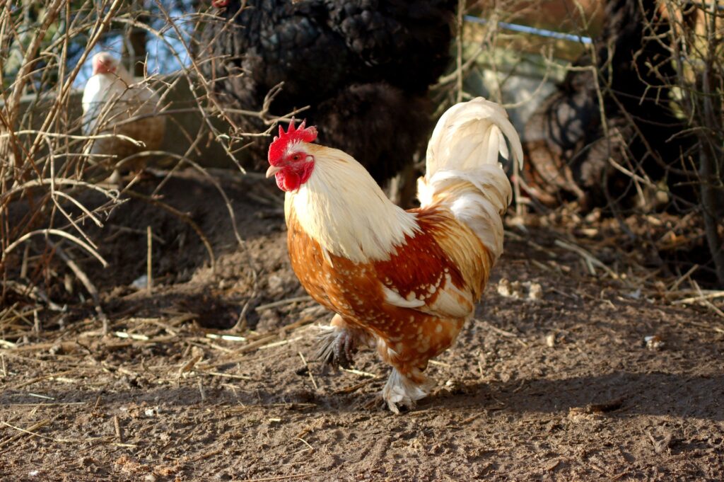 large roosters