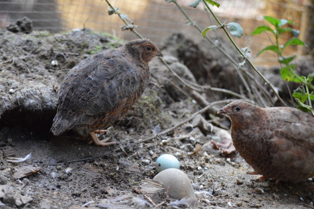 diy quail coop