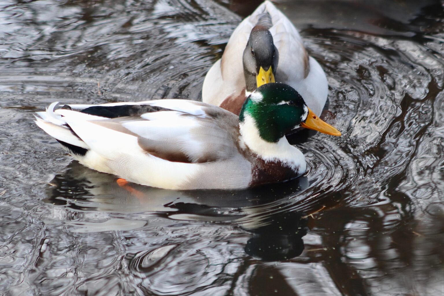 What Can You Feed Ducks A Guide to Proper Duck Nutrition