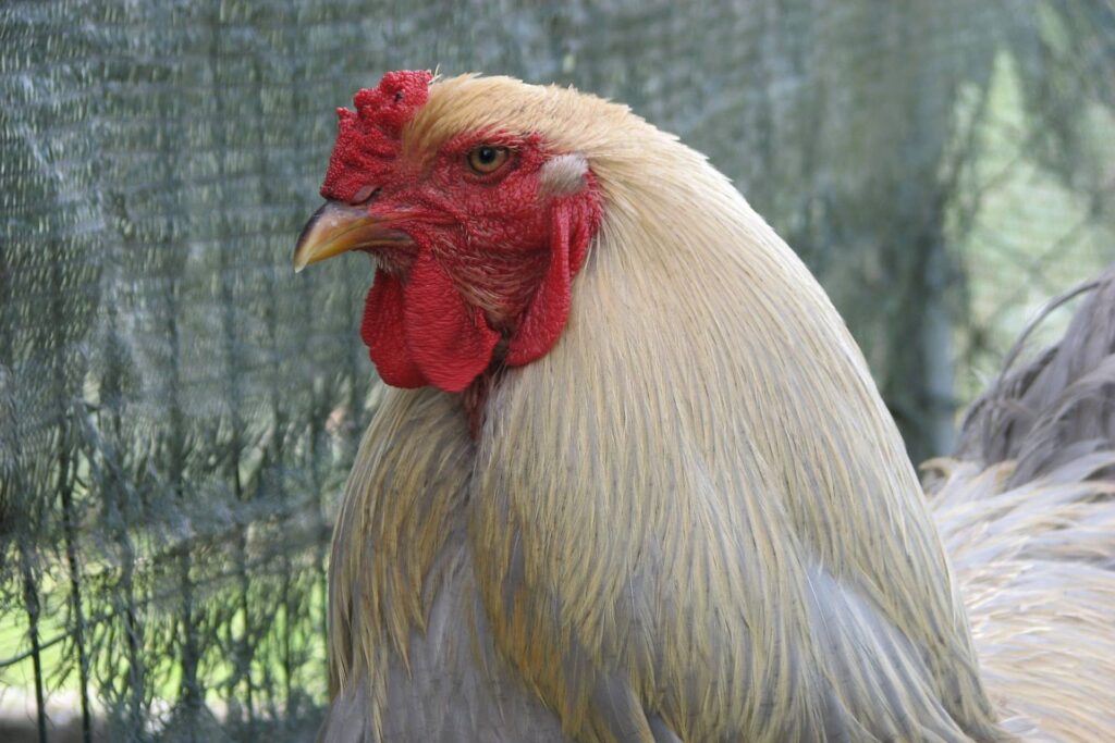 Brahma Roosters Majestic Giants Of The Chicken World The Poultry Feed