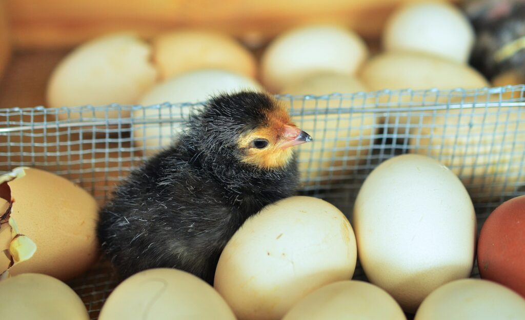 chicks hatching