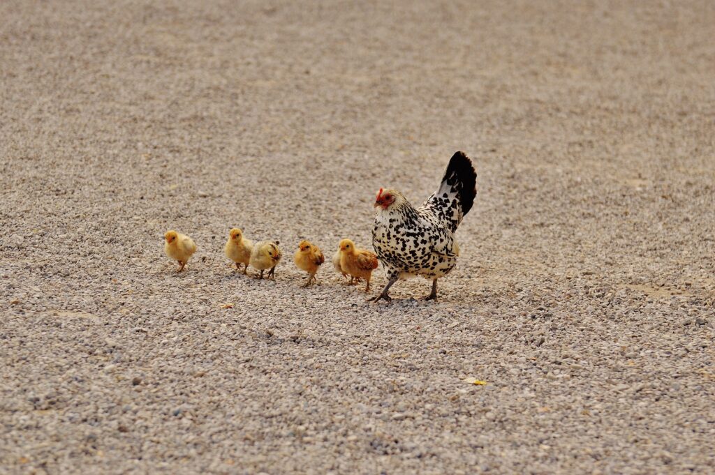 mini chickens