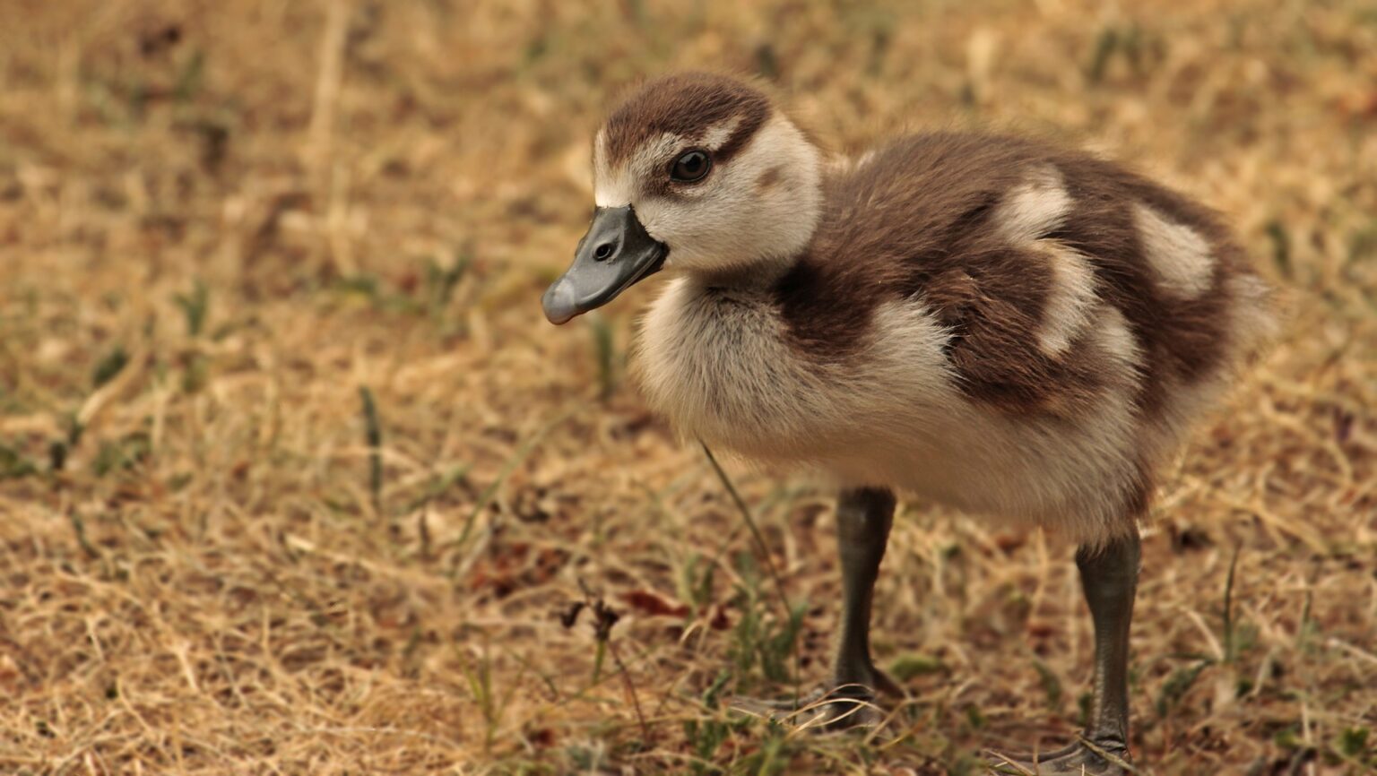 Unlocking the Benefits of Using an Incubator for Goose Eggs - The