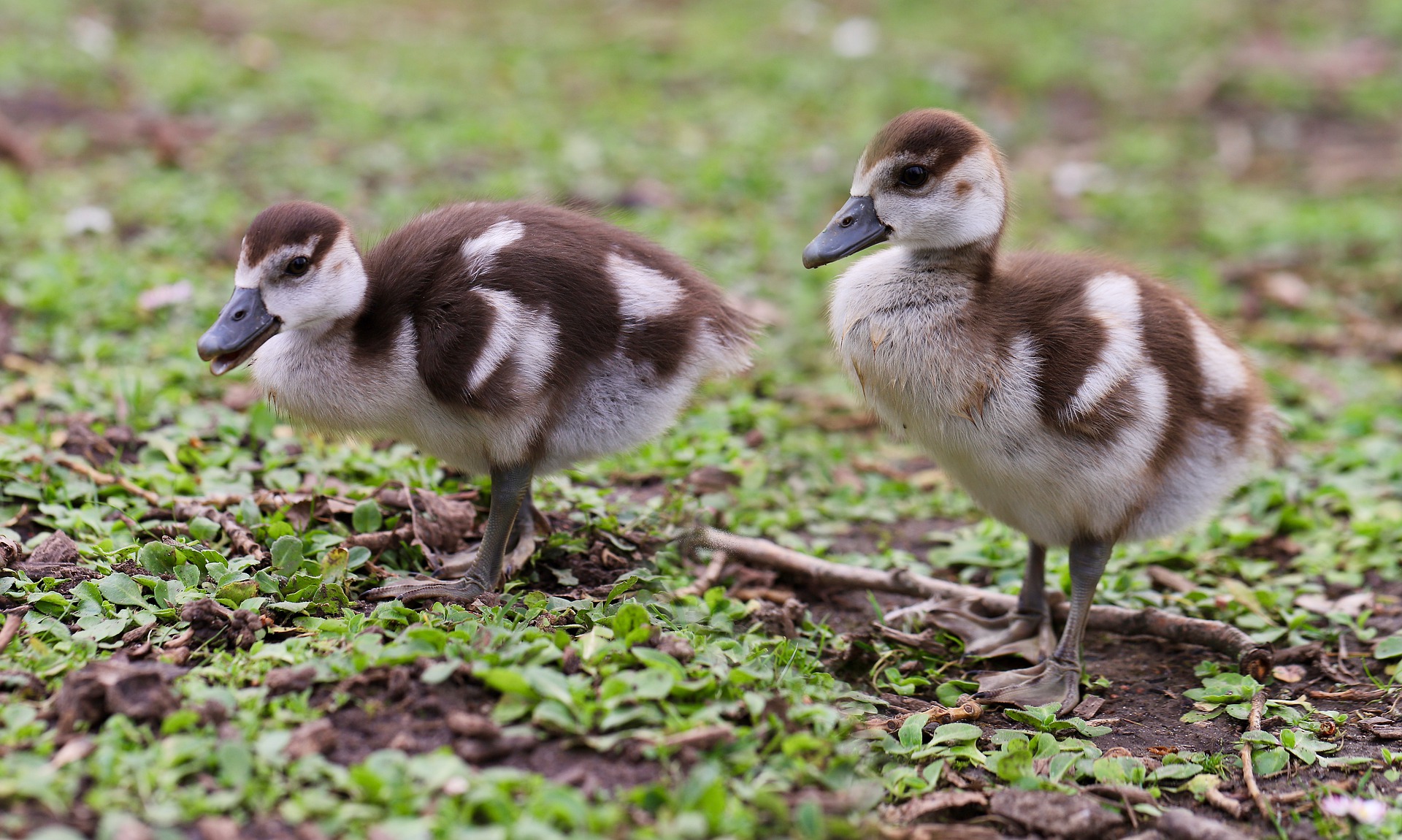 Unlocking the Benefits of Using an Incubator for Goose Eggs - The