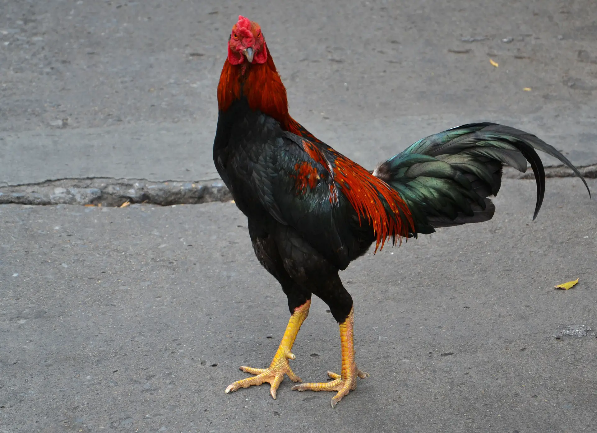 gamefowl rooster