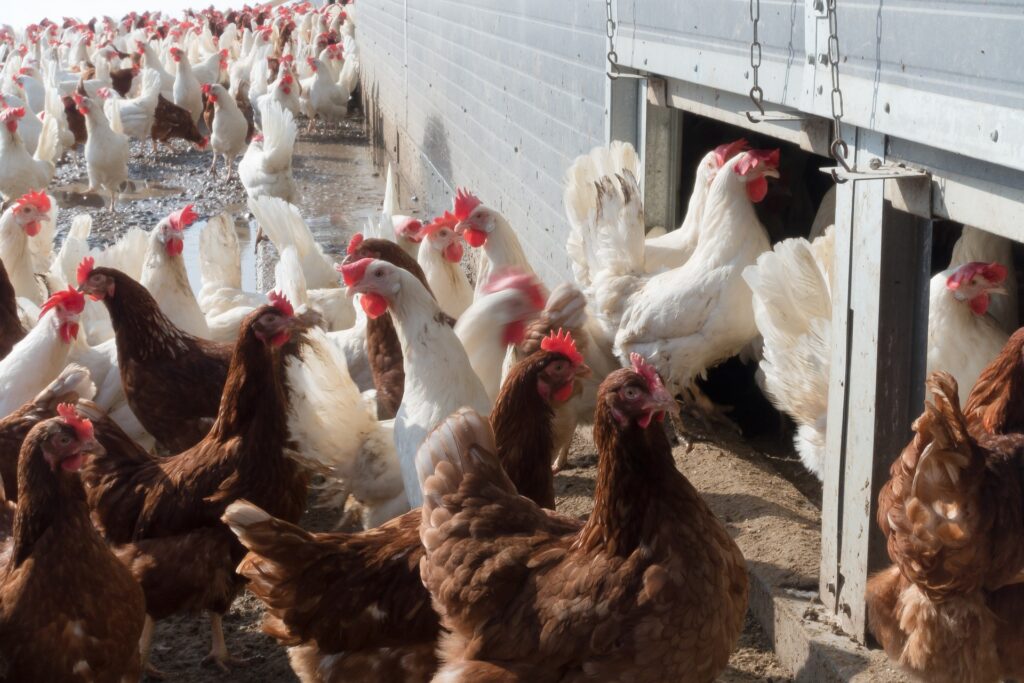 deep litter chicken coop