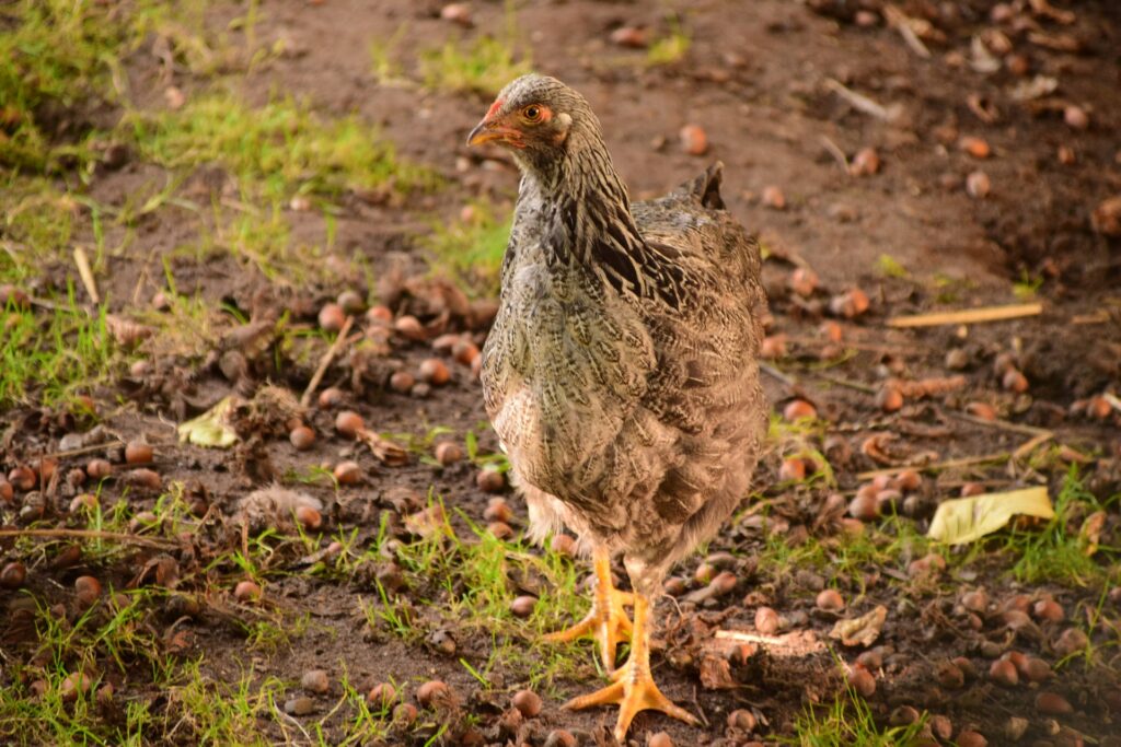 Chicken Diarrhea Causes, Treatment, and Prevention