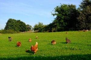 backyard chicken farming