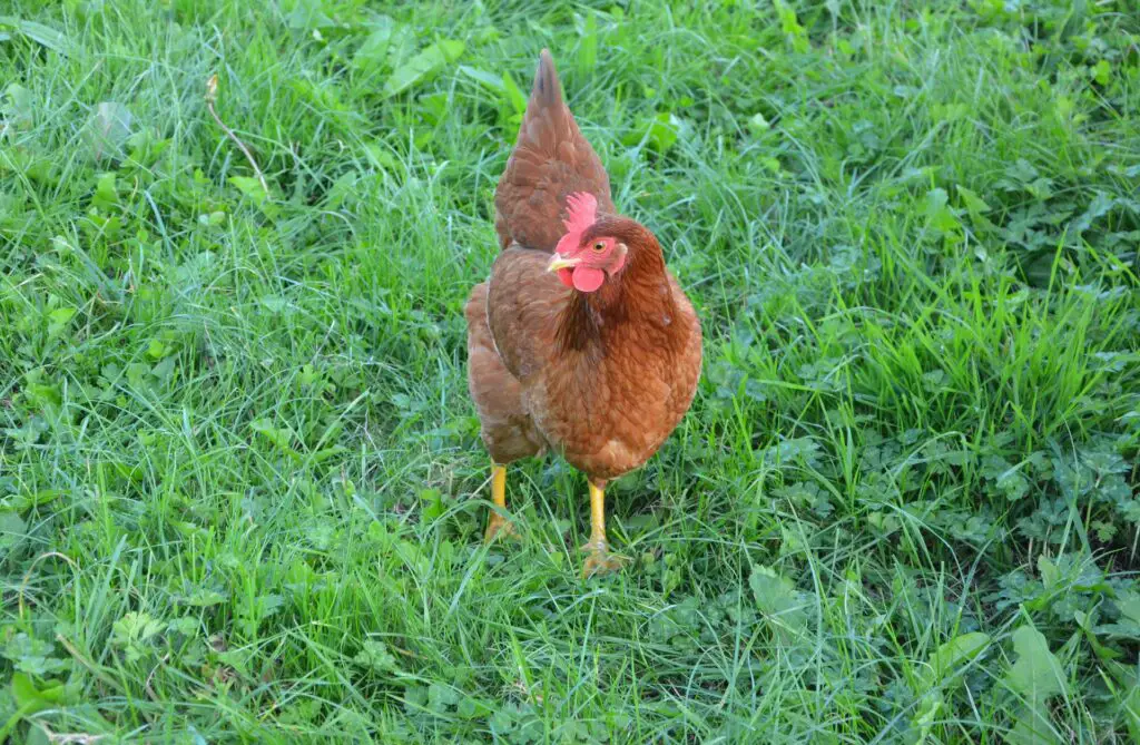 What To Feed Chickens To Lay Eggs A Comprehensive Guide