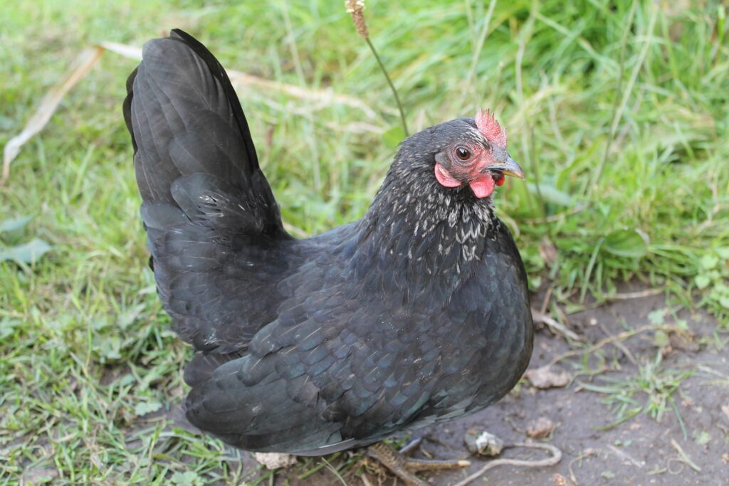 bantam chicken eggs