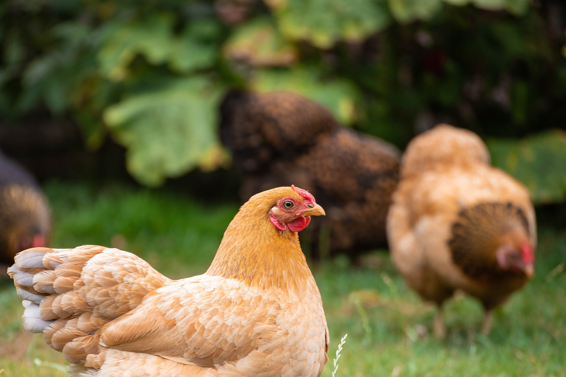 When Do Chickens Stop Laying Eggs Understanding Egglaying