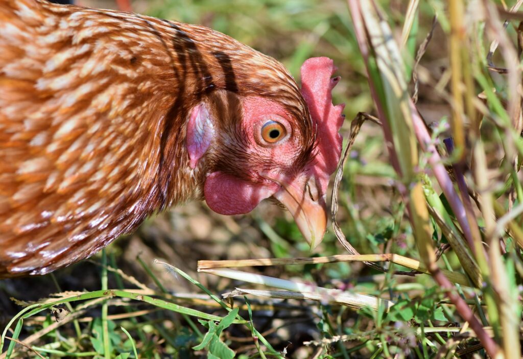 mealworms for chickens