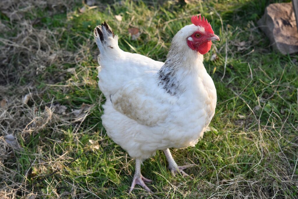 oyster shells for chickens