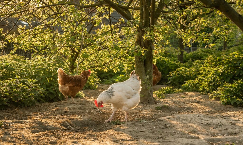 diatomaceous earth for chickens