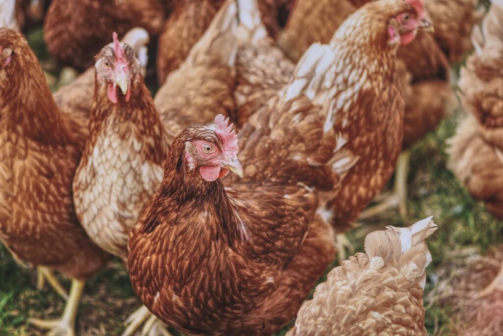 Wood Chips for Chicken Run Enhancing Your Flock's Health