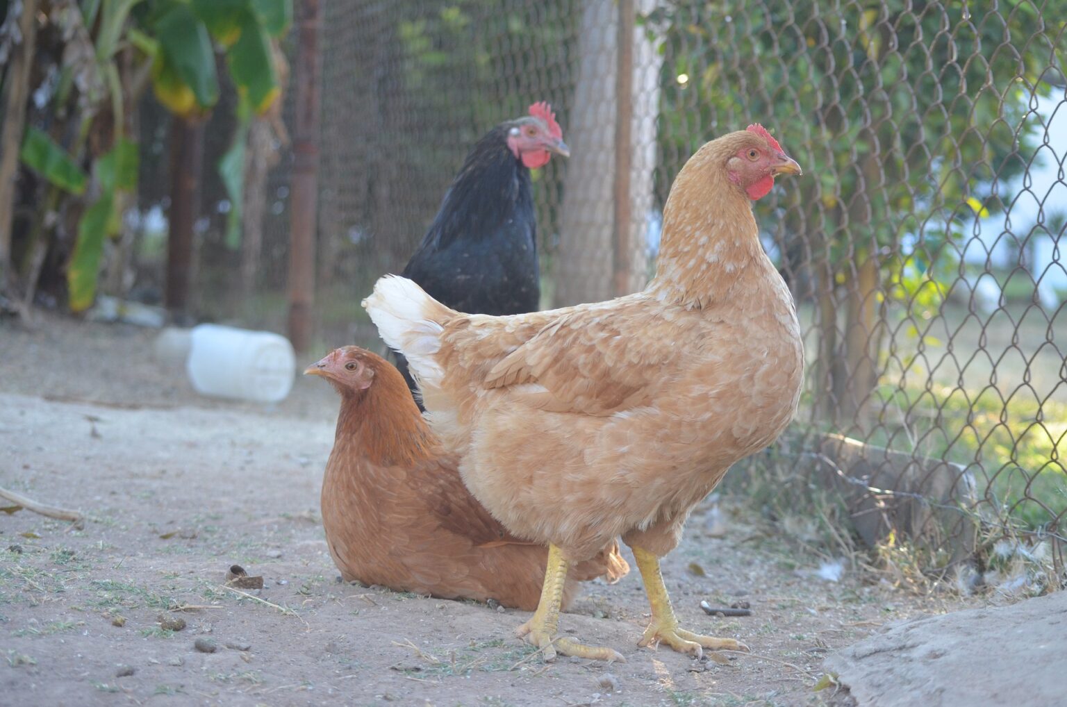 Tylan Chickens: A Guide to Understanding this Popular Poultry ...