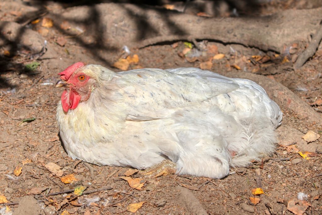 backyard chicken farming