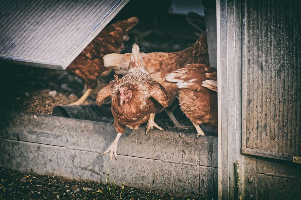 chickens dying