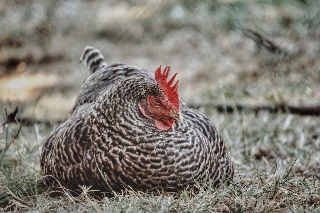 chicken roosts