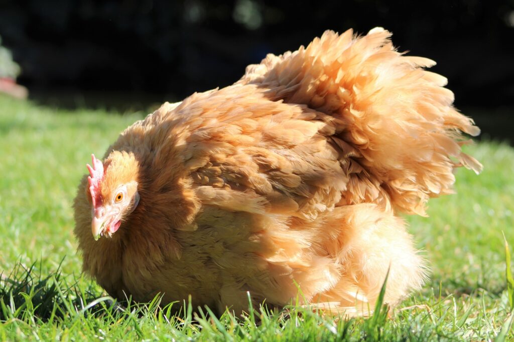 when do chickens molt