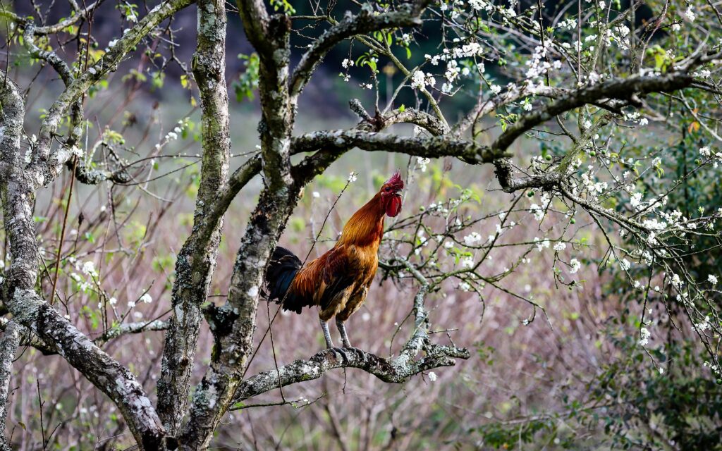 roosting chickens