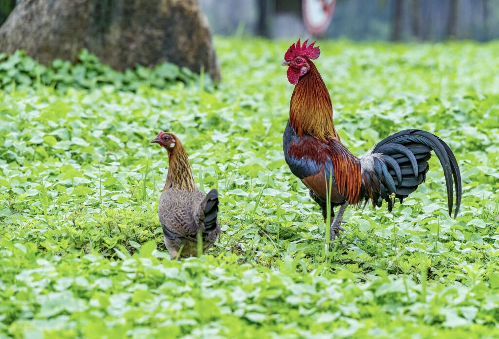 Roosters and Chickens Best Guide to Keep Them Together