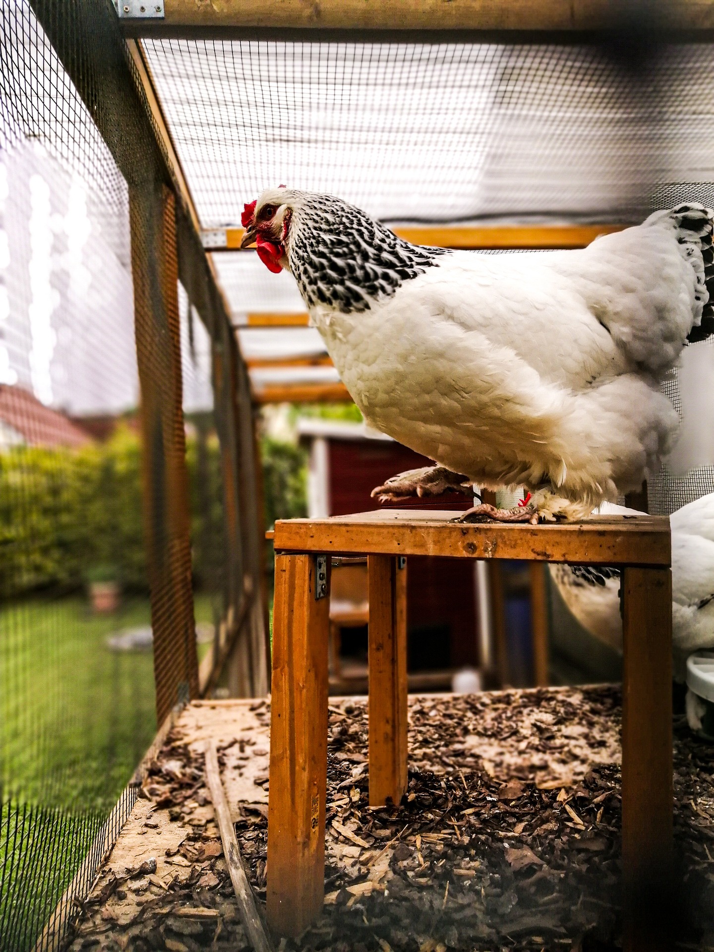 buying a chicken coop
