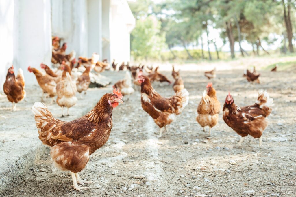 automatic door chicken coop