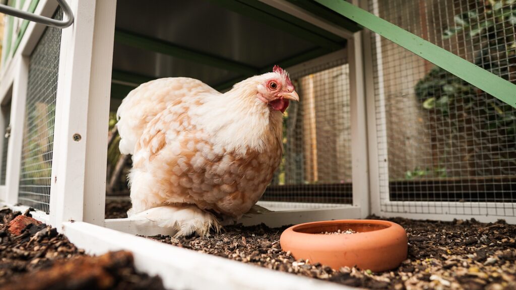 4x6 chicken coop