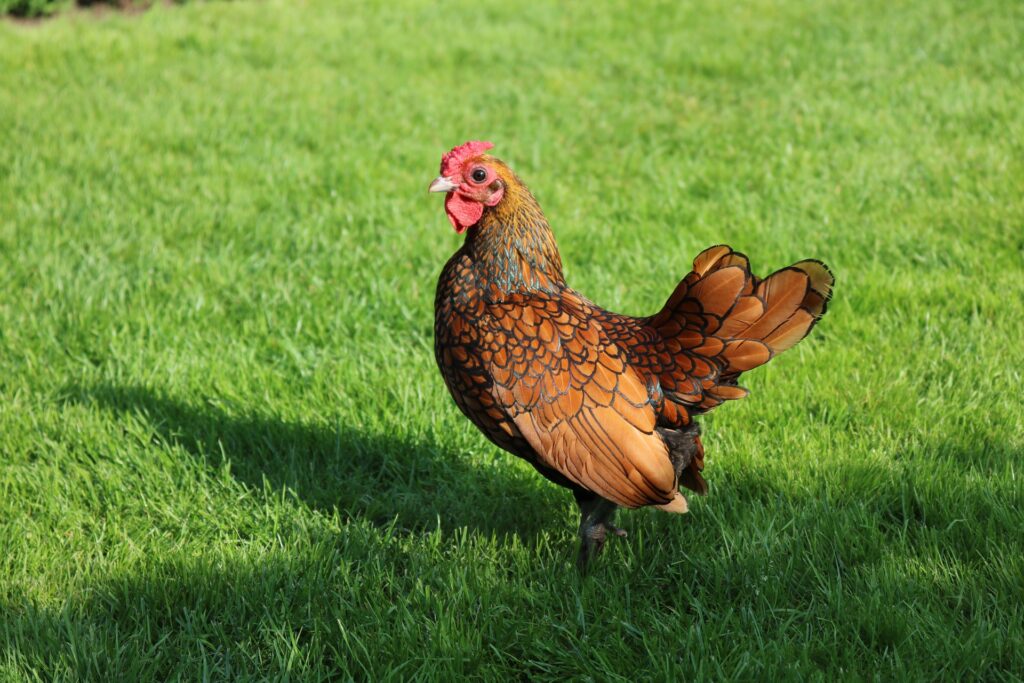 Bantam Chicken Eggs: Everything You Need to Know