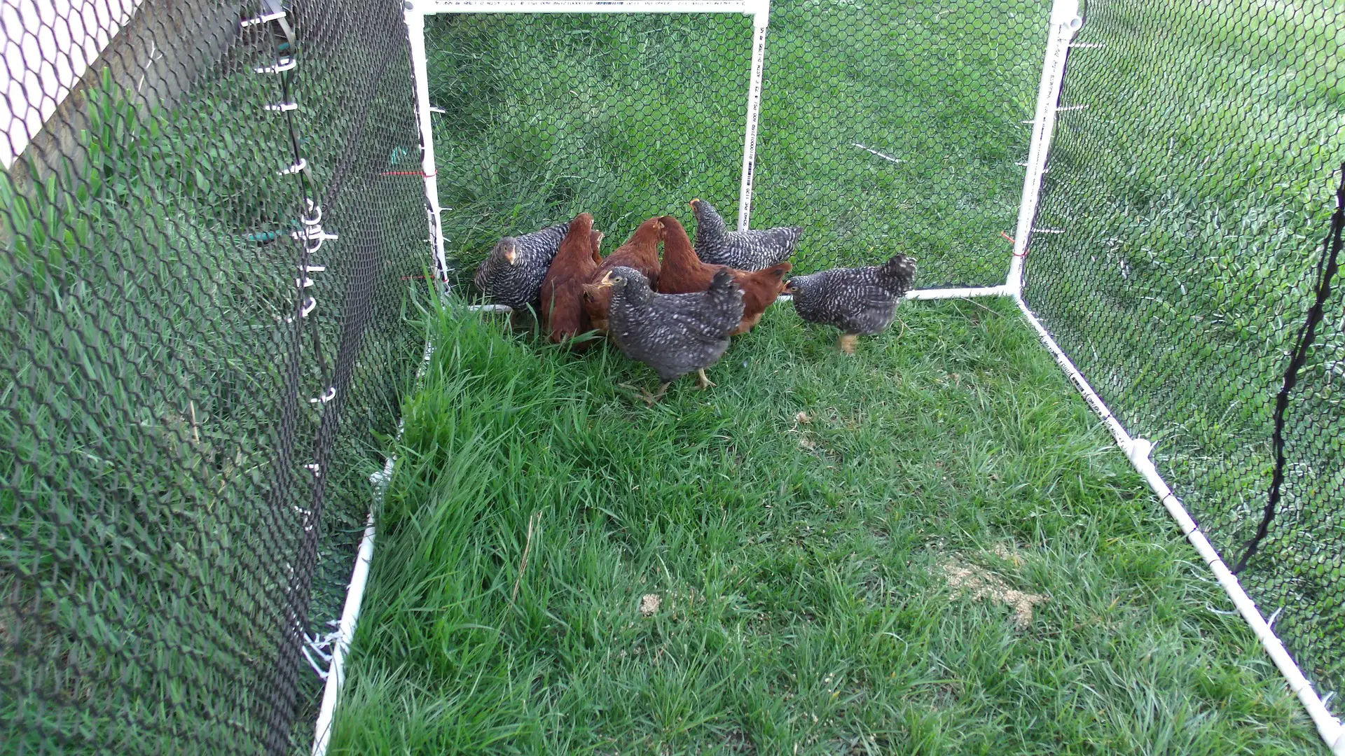 fence for chicken